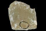 Unprepared, Forked Walliserops Trilobite - Foum Zguid, Morocco #106883-3